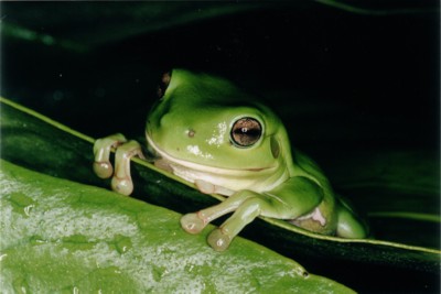 rana