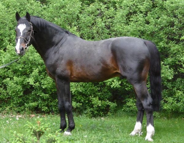 randel z 1