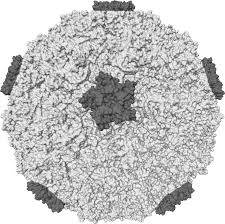 rhinovirus