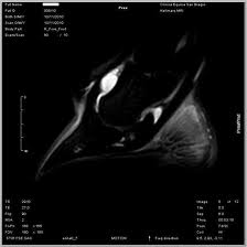 Veterinaria: dall'Olanda la prima tecnologia di risonanza magnetica mobile. 1 risonanza