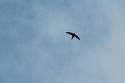 One swallow does not a summer make 1 rondine 1
