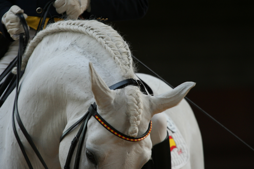 Topiberian: Live Streaming of Saumur CDI3* with English commentary 1 saumur 0 1