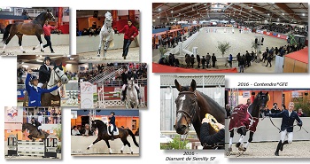 Major French breeding show in February 1 sf stallion show 2017 1
