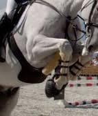 Interesting week ahead of top events 1 showjumping 2