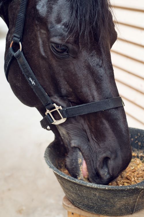 Nutrizione equina: di quali minerali ha bisogno il tuo cavallo? 1 shutterstock 1342434521 Cortal Horse c