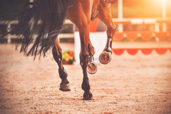 The shod hooves of a galloping bay horse step on the sand of an outdoor arena at equestrian competitions. Horse riding. Equestrian sports. - Foto Shutterstock di Valeri Vatel