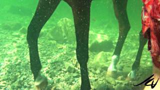 swim