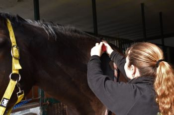 Osteopatia equina - Anche ai cavalli si possono applicare i tape! 1 tape cavallo 1