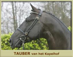 tauber