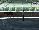 tecnica equestre pt29
