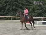 tecnica equestre pt35