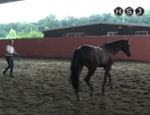 tecnica equestre pt31
