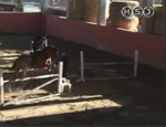 tecnica puntata 19
