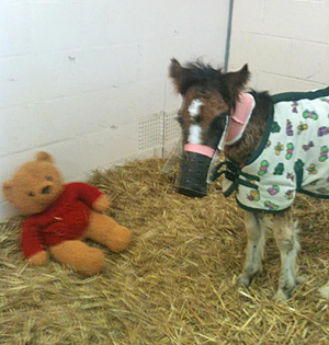 teddy and teddy