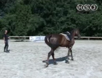 tencnica equestre pt32