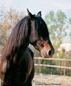 testa cavallo 1