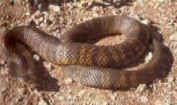 Australia, va a ritirare il premio ma viene morsa da un serpente 1 tigersnake 1