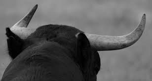 toro