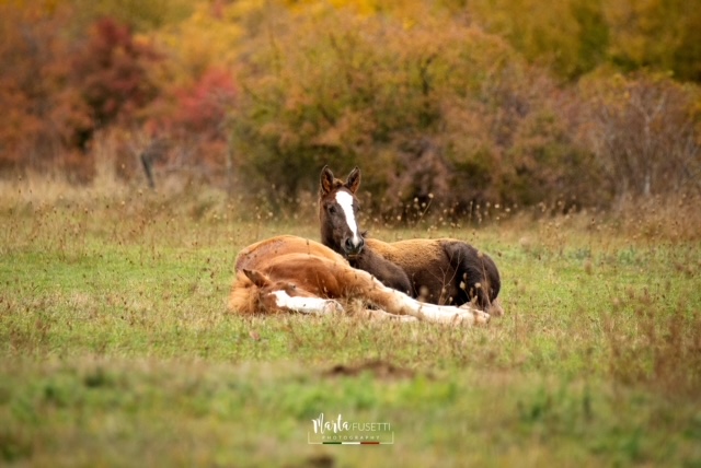Cultura equestre : vizi e abitudini del cavallo 1 tpr pianadicascina abruzzo