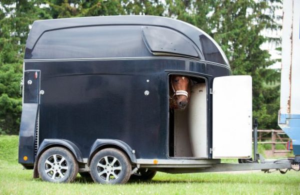 trailer cavallo ann elizabeth photografy