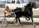 trotto1 4