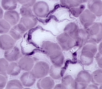 trypanosoma equiperdum