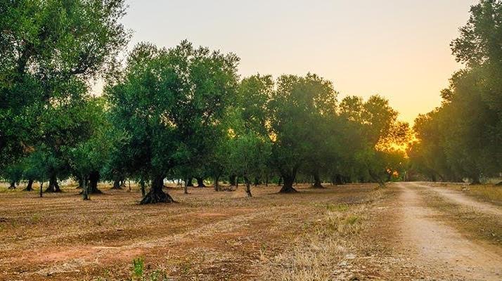 Rilancio equestre in Puglia, tra dressage e salto ostacoli 1 ulivi puglia
