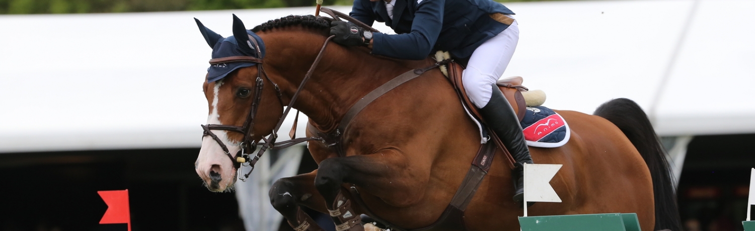 Utamaro d'Ecaussinnes consacrato in Belgio cavallo dell'anno 2015 1 utamaro ducassines