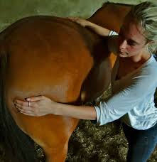 Equine Physiotherapy: when, how and why 1 vet2 1
