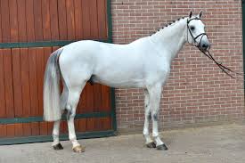 vingino2 1