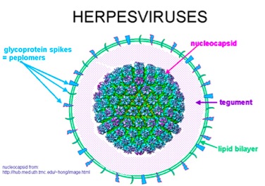 virus EHv1