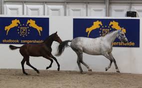 Zangersheide goes under the hammer online 1 z 19 1
