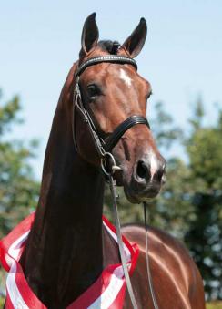 Events: DWB Stallion Licensing 1 zack 1