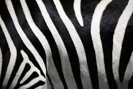 zebra 0