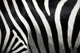 zebra 0