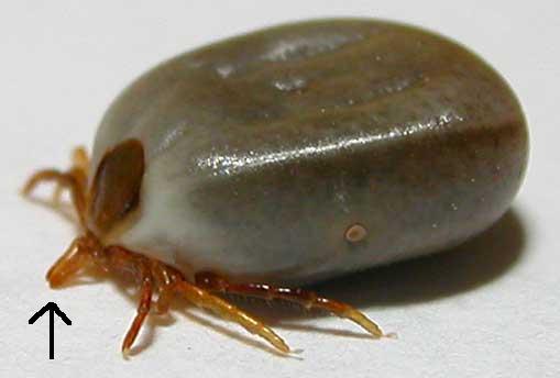zecca2 2