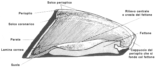 zoccolo interno