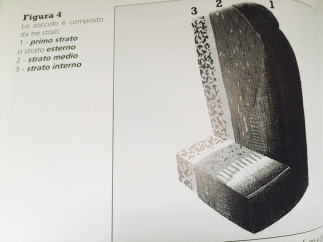 Veterinary Science: the structure of a horse's hoof (part 1). 1 zoccolo strati 1