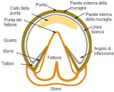 Horse Anatomy: the foot 1 zoccolo