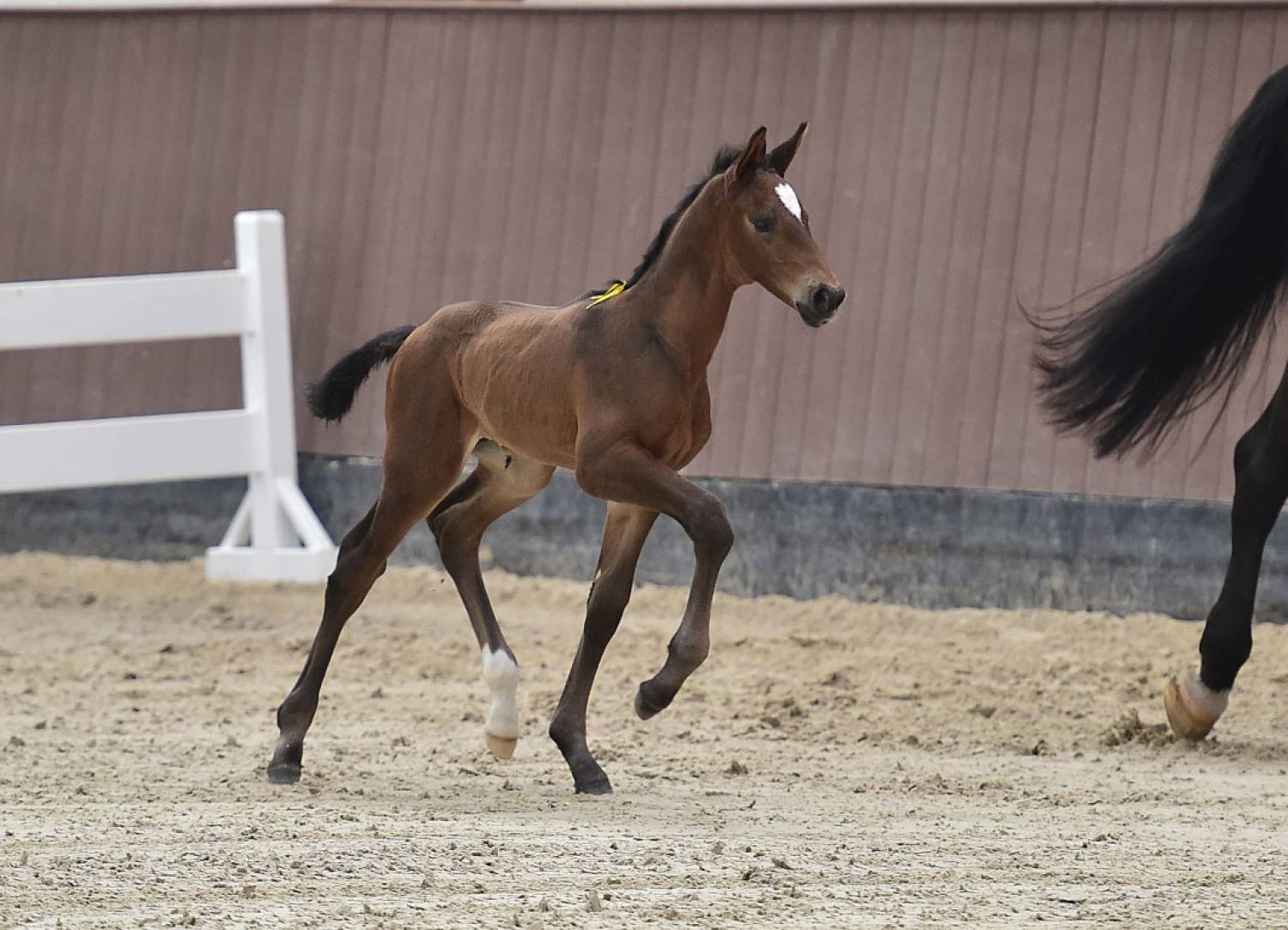 Zangersheide’s Z Quality Auctions taking place today and tomorrow. 1 zqa 1