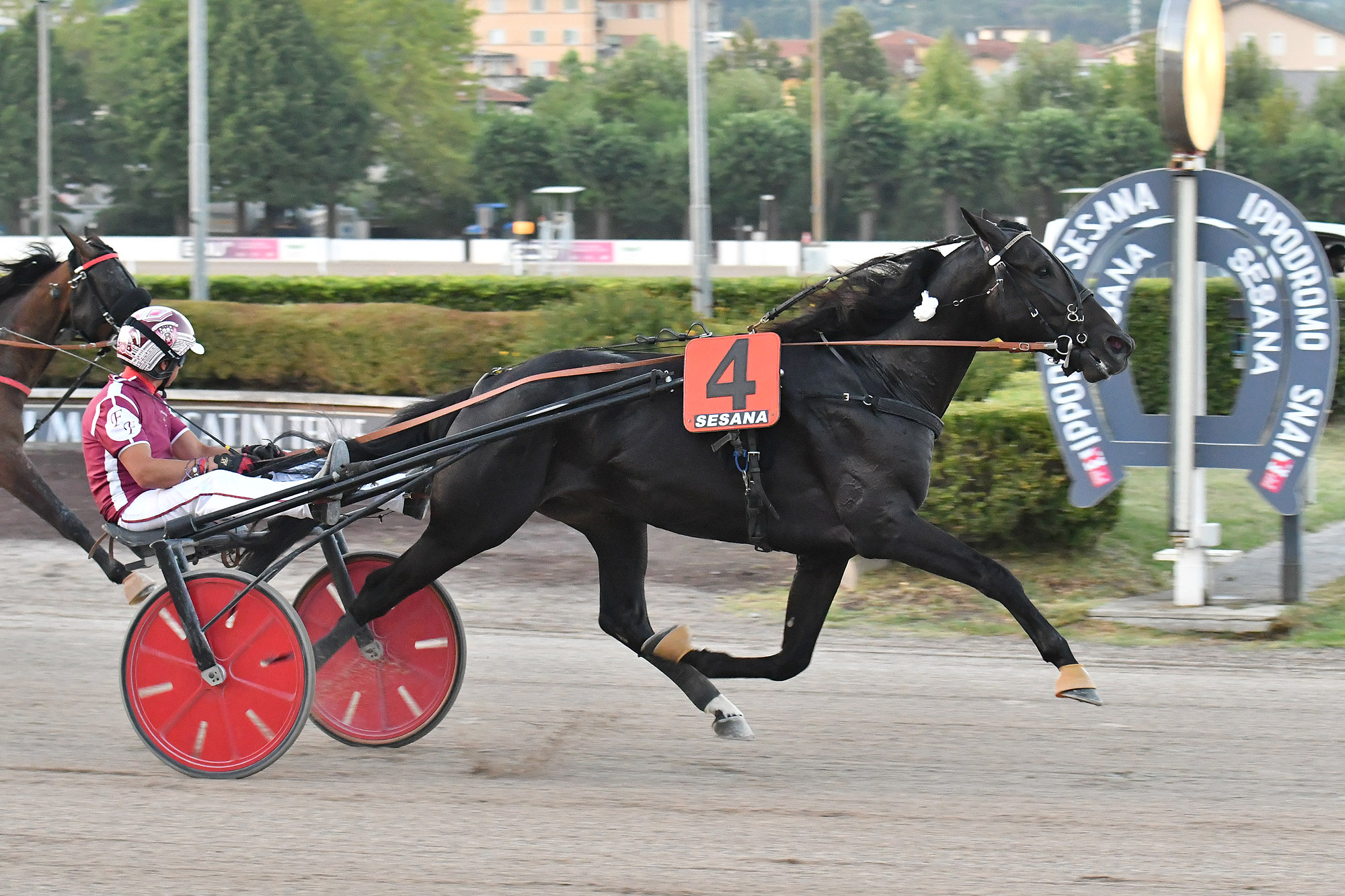 Che festa all’Ippodromo Snai Sesana: sabato il Gran Premio Nello Bellei 8 CORSA1 PREMIO FEDI PIERA