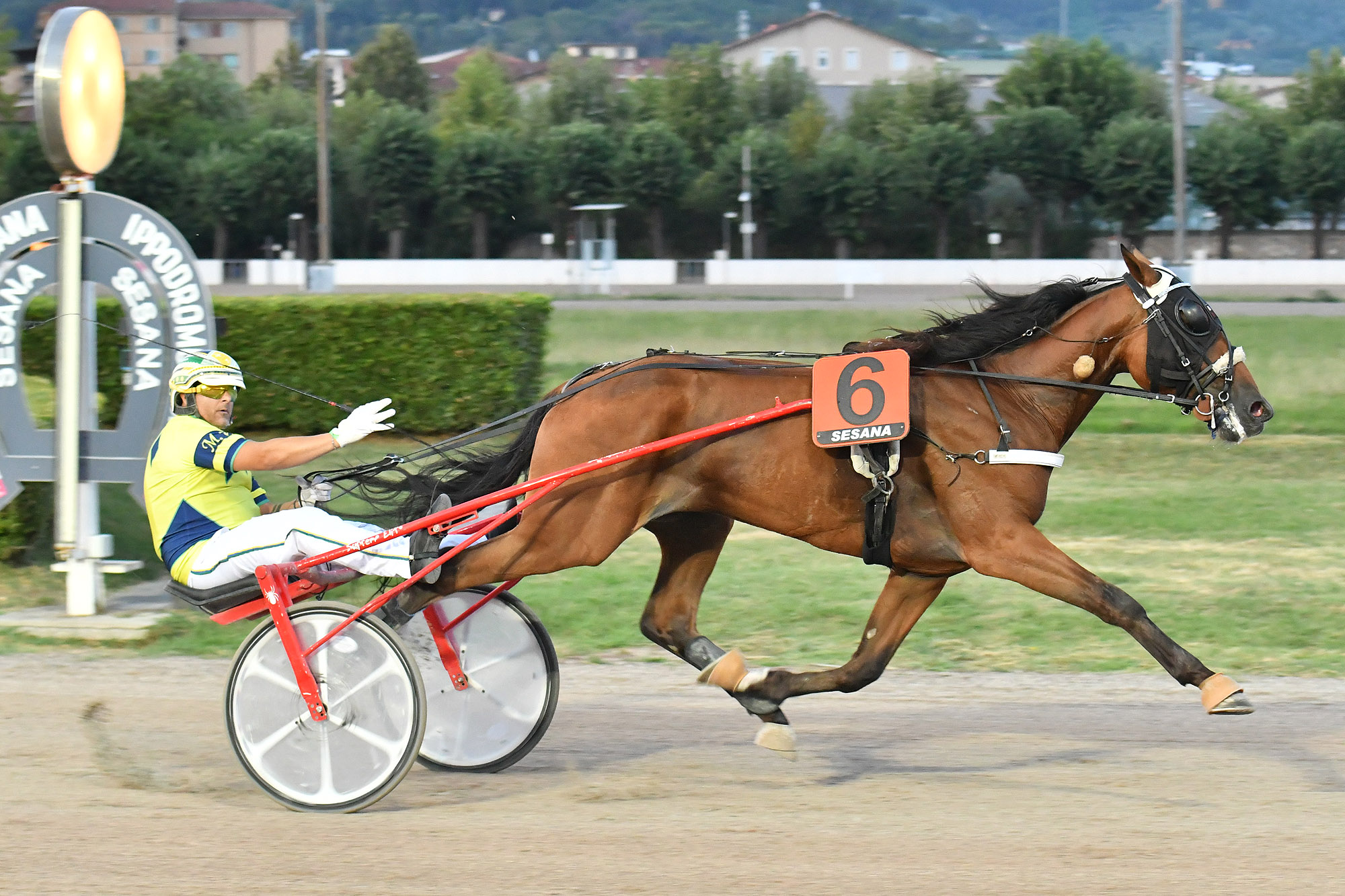 All’Ippodromo Snai Sesana nel Gran Premio Società Terme dominio di Edy Girifalco Gio 6 CORSA1 PREMIO SNAI IPPODROMI