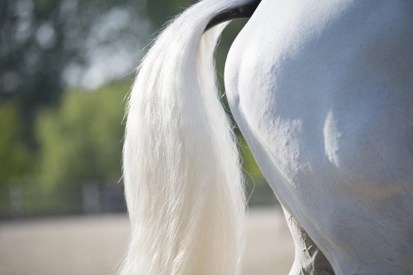 Coda e gambe posteriori di un cavallo grigio dal manto quasi brillante mentre trotta