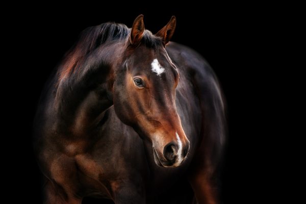 Cavallo baio su sfondo scuro prima della manifestazione della Dermatite Estiva