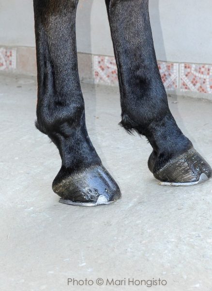Gambe anteriori: gli zoccoli dei cavalli