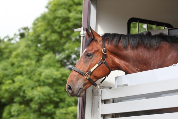 travelling horses in hot weather