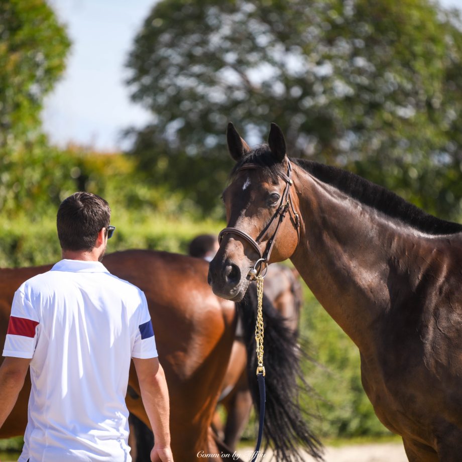 Giornata di Riposo ieri ai Campionati Europei di Horseball 2023 5 3e55c7db 10ab 434e 9adc 66fa535ccc1c