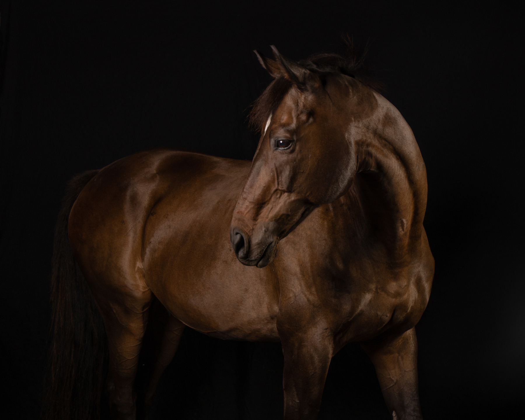 Cavallo baio su sfondo scuro