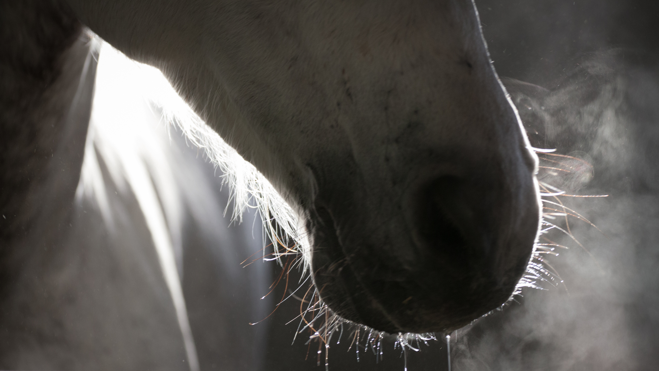 Mouth of Andalusian Horse during salt therapy