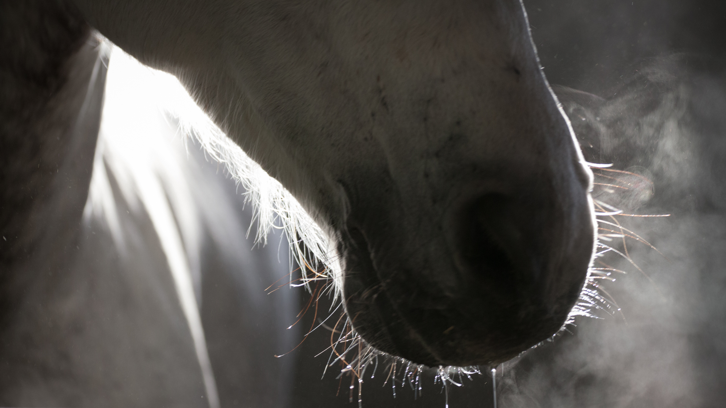 Omeopatia per cavalli: la terapia del sale equino 1 Mouth of Andalusian Horse during salt therapy
